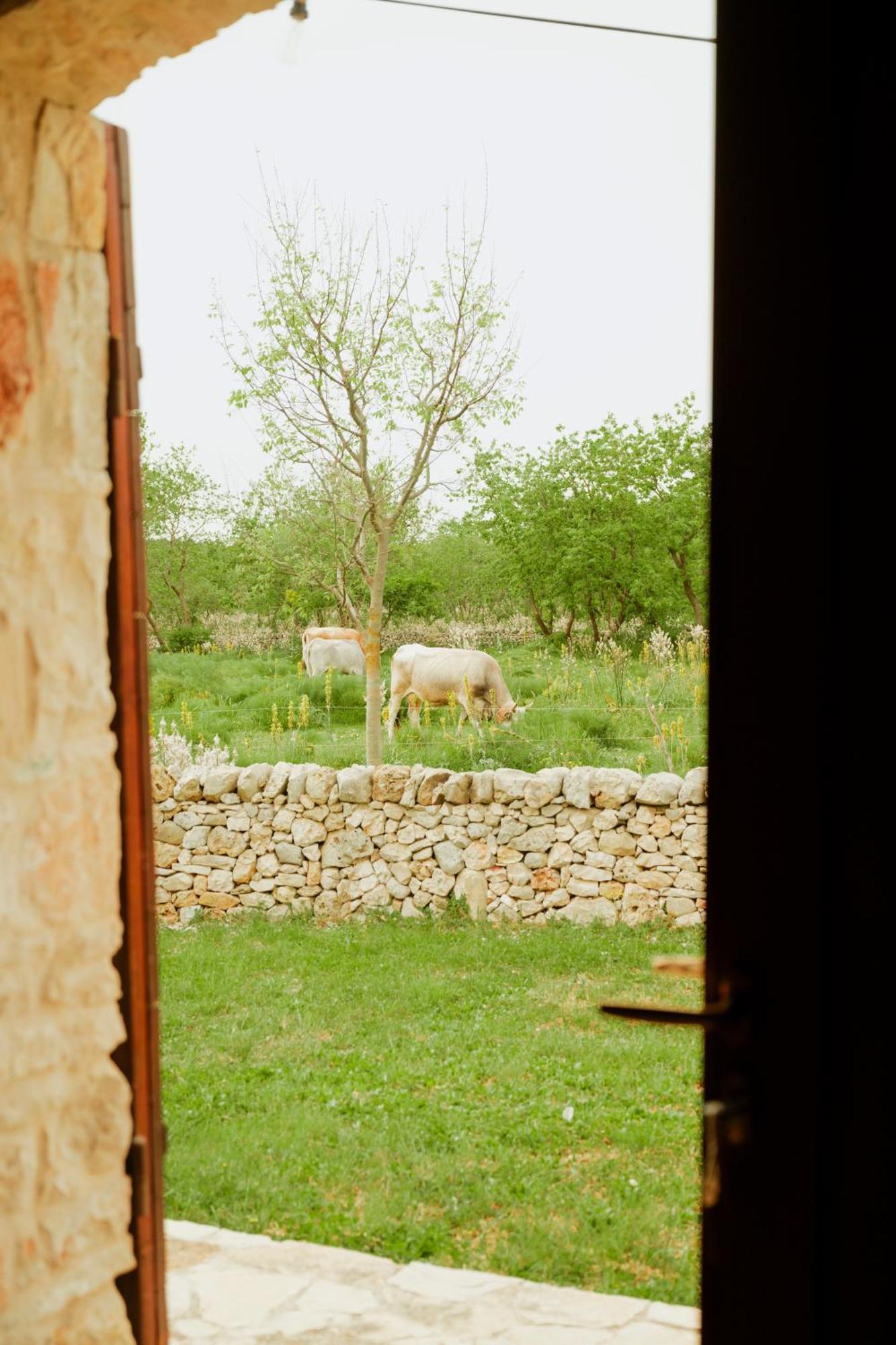 Tenuta Tedone Consolini Villa Ruvo di Puglia Buitenkant foto