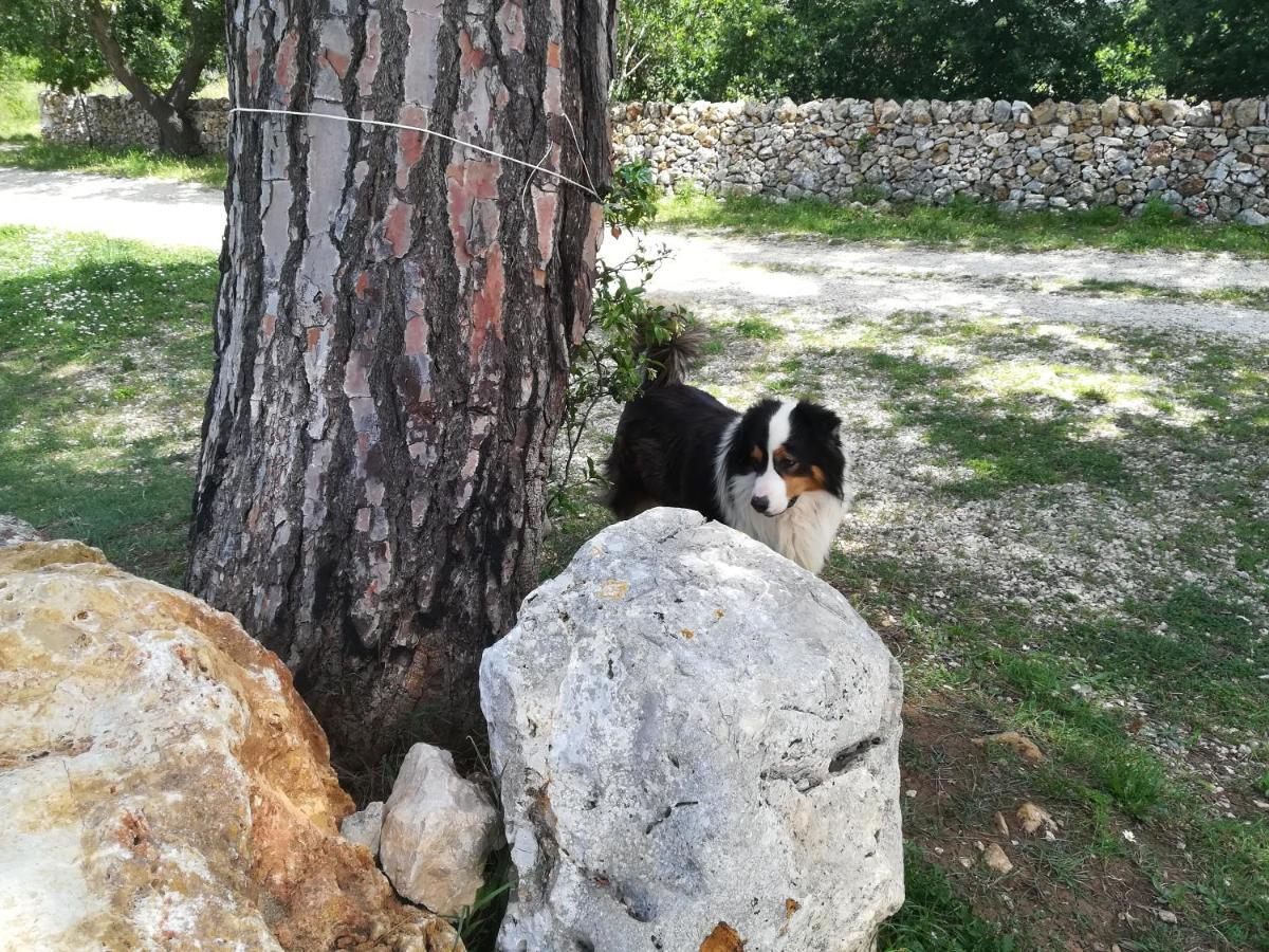 Tenuta Tedone Consolini Villa Ruvo di Puglia Buitenkant foto