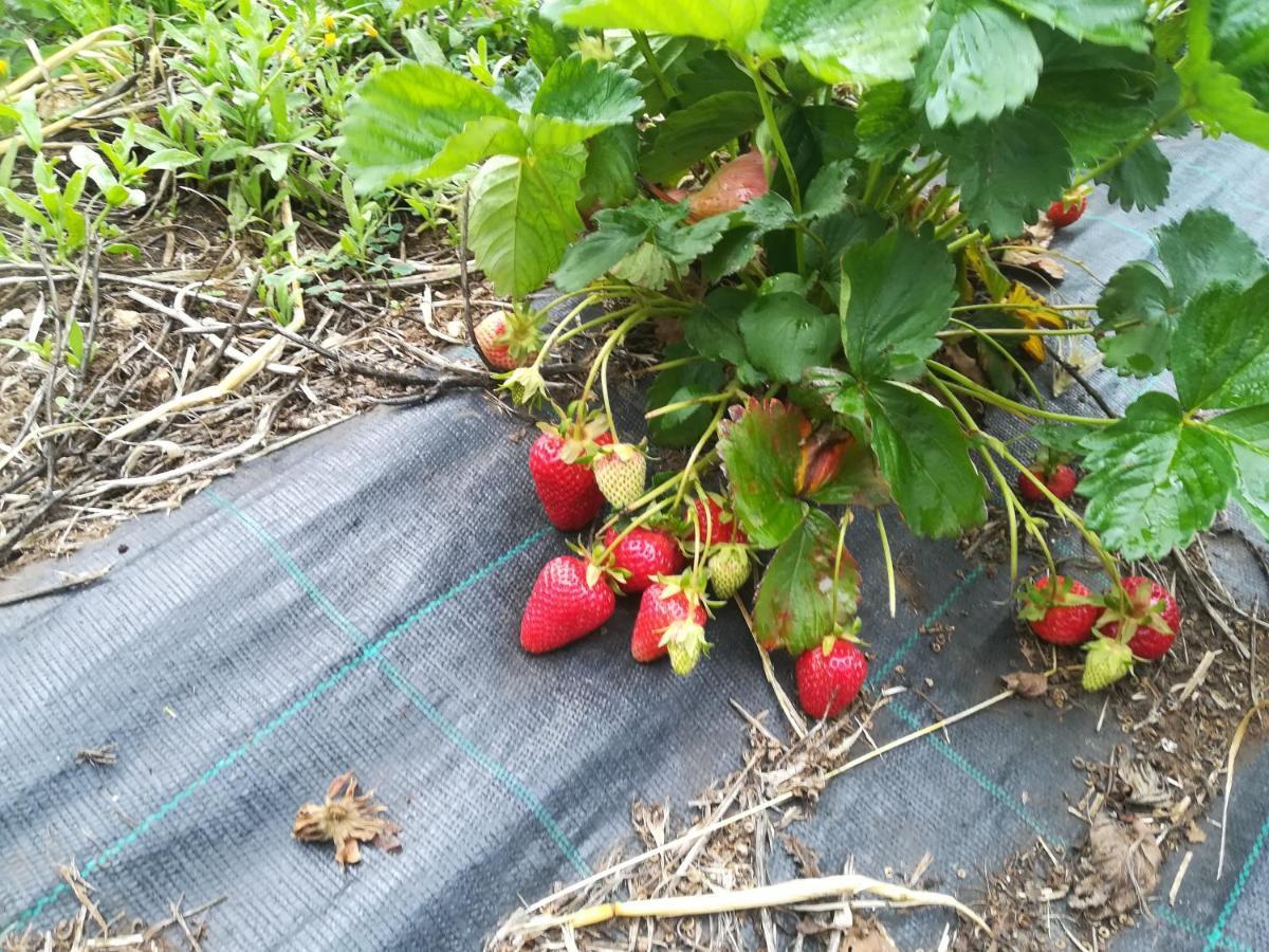 Tenuta Tedone Consolini Villa Ruvo di Puglia Buitenkant foto